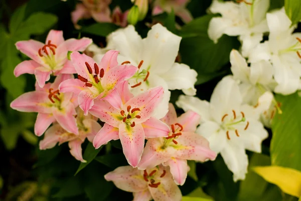 粉红和白色百合花背景 — 图库照片