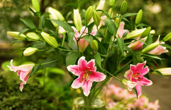 Красивая куча розовых лилий — стоковое фото