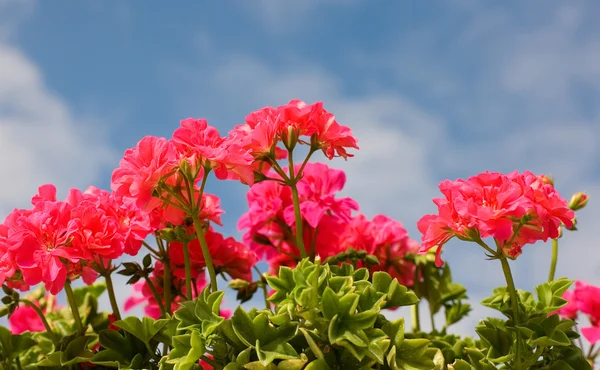 Lindas flores cor de rosa sobre o céu azul — Fotografia de Stock