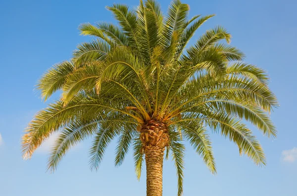 stock image Beautiful palm tree over the blue sky