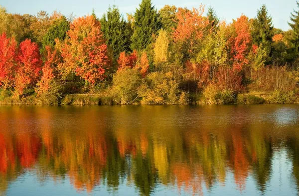 Jasne autumn drzewa Obraz Stockowy