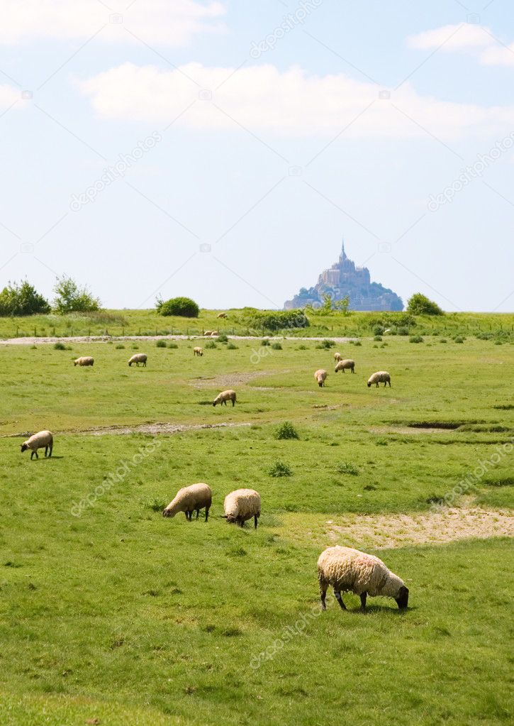 Sheep on a field near Mont Saint-Michel