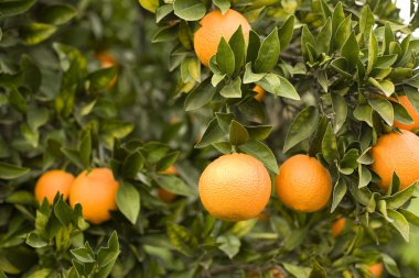 Fresh ripe oranges on a branch clipart