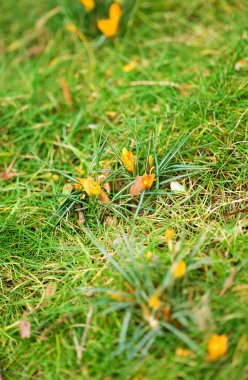 Bahar geliyor. taze sarı çiğdemler