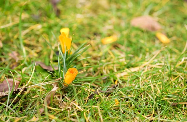 Se acerca la primavera. Pergaminos amarillos frescos —  Fotos de Stock