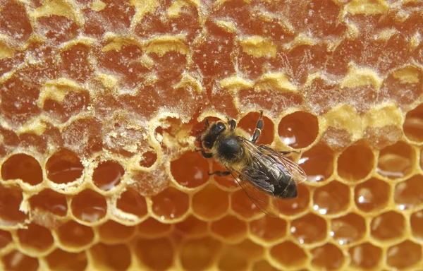 Arı ve bal. — Stok fotoğraf