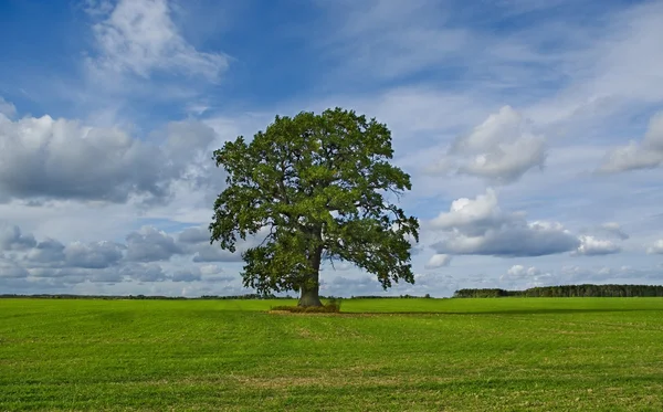 Yalnız ağaç. — Stok fotoğraf