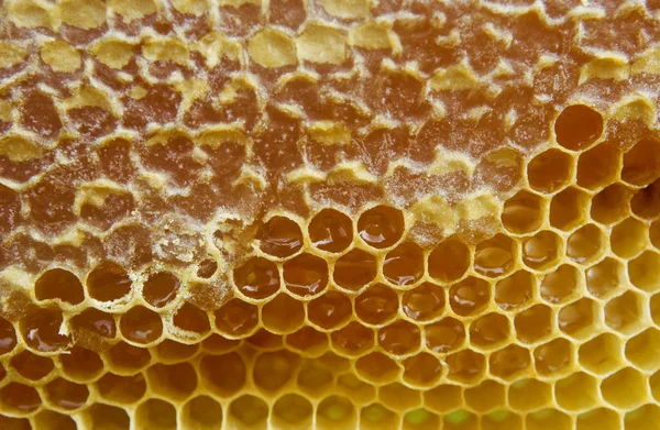 Сладкий мед . — стоковое фото