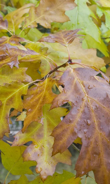 Листья Мэйпла . — стоковое фото