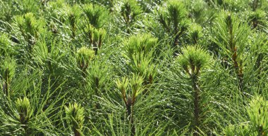 Köknar ağaçları.