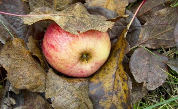 Apple altında yapraklar.