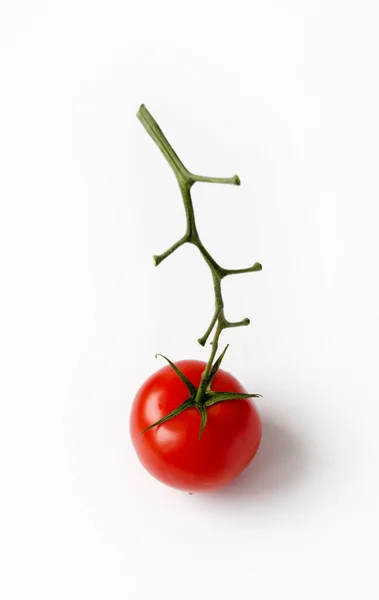 The tomato. — Stock Photo, Image