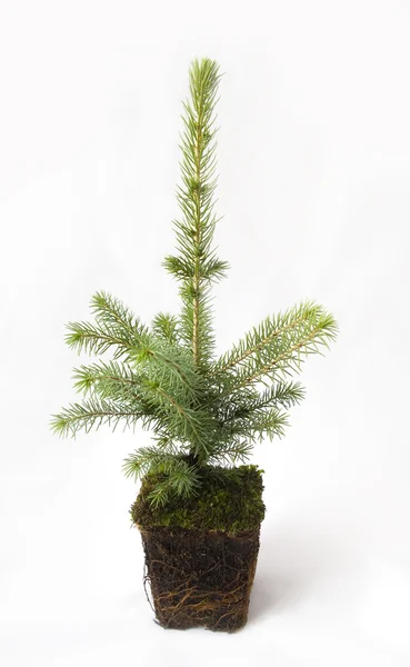 De groeiende kerstboom. — Stockfoto