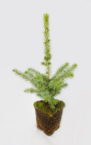 De groeiende kerstboom. — Stockfoto