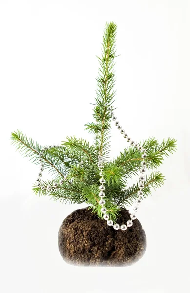 Der wachsende Weihnachtsbaum. — Stockfoto