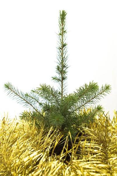 L'albero di Natale in crescita . — Foto Stock