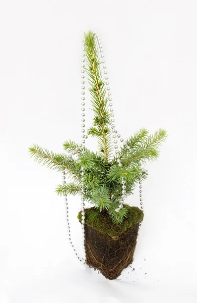 Rostoucí vánoční strom. — Stock fotografie