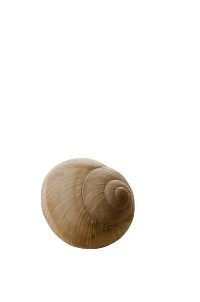 Shell di lumaca sul bianco . — Foto Stock