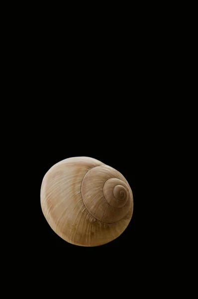Shell of snail. — Stock Photo, Image