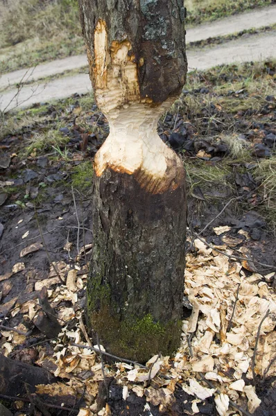 Bir ağaç kemirmek beaver. — Stok fotoğraf