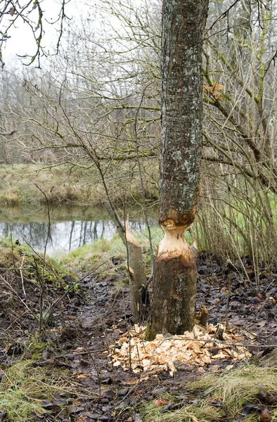 stock image The beaver to gnaw a tree.