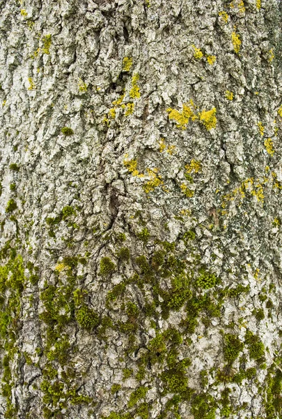 O musgo na casca de uma árvore . — Fotografia de Stock