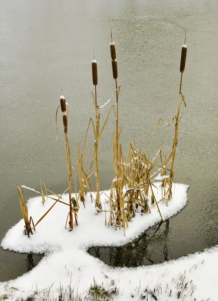 Pond in winter. — Stok fotoğraf