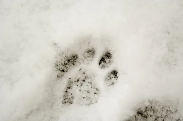 Razítko kočičí tlapka na sněhu. — Stock fotografie