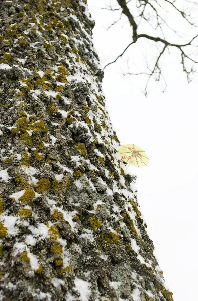 Der Baum für Vögel. — Stockfoto