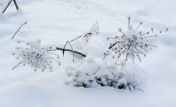 Der Schnee. — Stockfoto