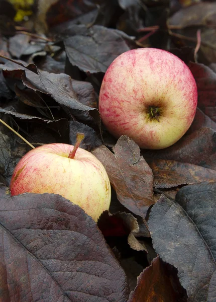 Zwei Äpfel. — Stockfoto