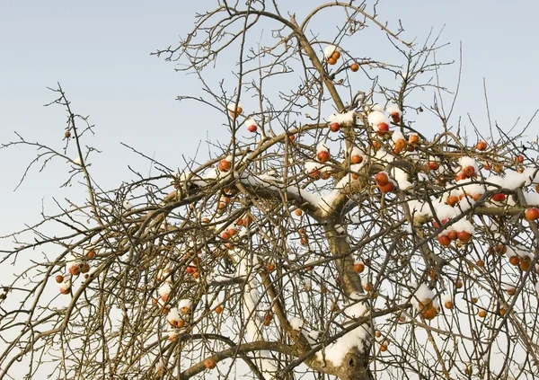 De appelboom. — Stockfoto