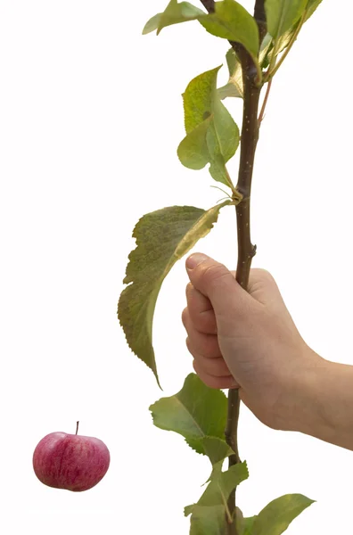 A növény a kezében. — Stock Fotó