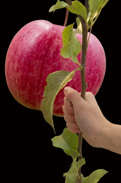 Växt och ett äpple. — Stockfoto