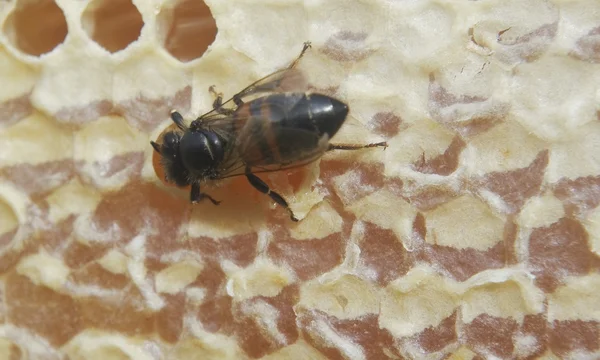 Pszczoły i miód. — Zdjęcie stockowe