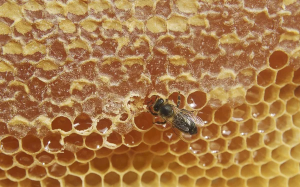 蜜蜂和蜂蜜蜂および蜂蜜. — 图库照片