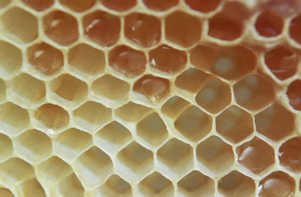 Nids d'abeilles. Images De Stock Libres De Droits