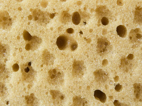 Sponge. — Stock Photo, Image