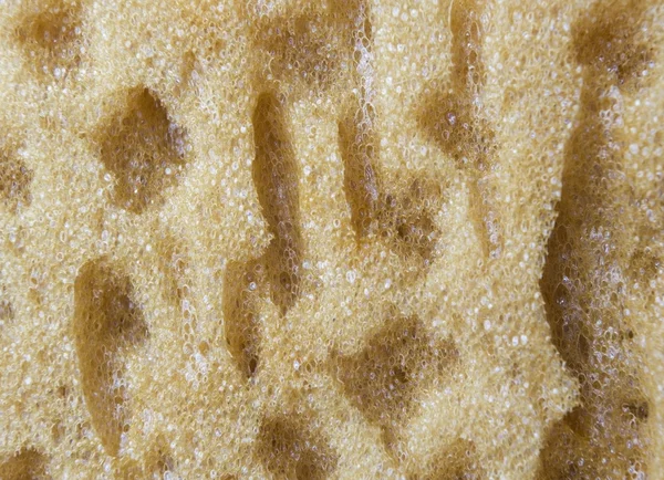 Texture of sponge. — Stock Photo, Image