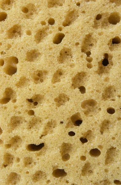 Sponge. — Stock Photo, Image