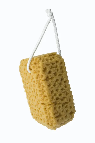 The sponge. — Stock Photo, Image