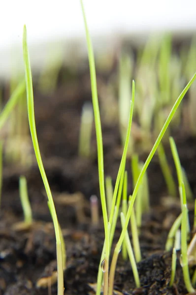 Cultivo de hierba . — Foto de Stock