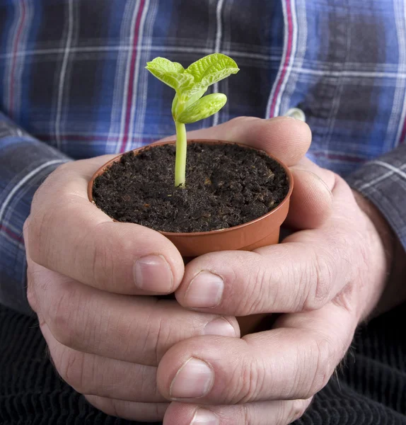 Plant in the hand. — Stock Photo, Image