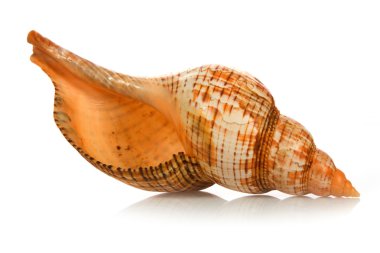 Seashell isolated on white background clipart