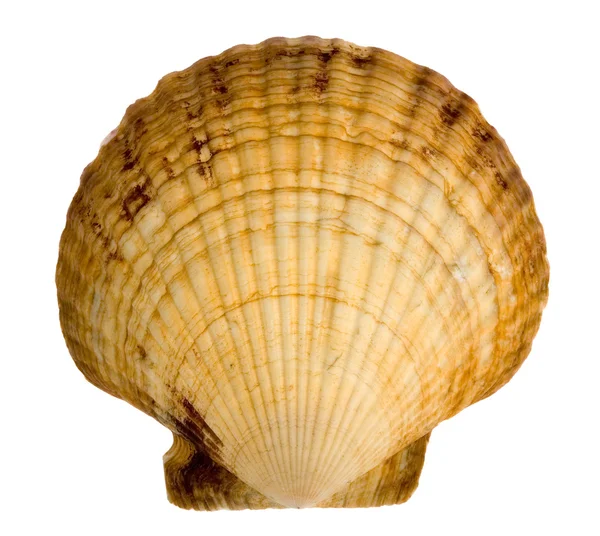 Seashell isolato su sfondo bianco — Foto Stock