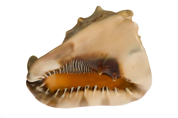 在白色背景上隔离的贝壳 — 图库照片