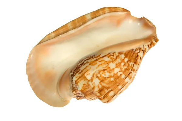 Seashell isolerad på vit bakgrund — Stockfoto