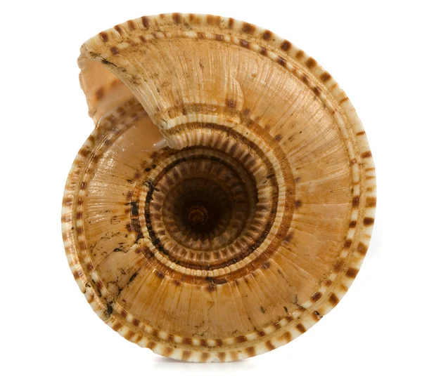 Seashell izolované na bílém pozadí — Stock fotografie