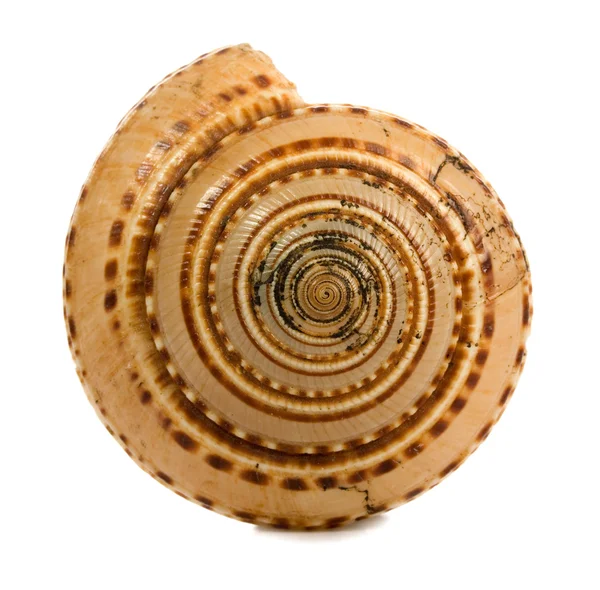 Seashell απομονώνονται σε λευκό φόντο — Φωτογραφία Αρχείου