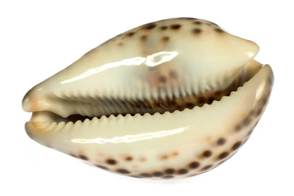 Seashell isolated on white background — Stock Photo, Image